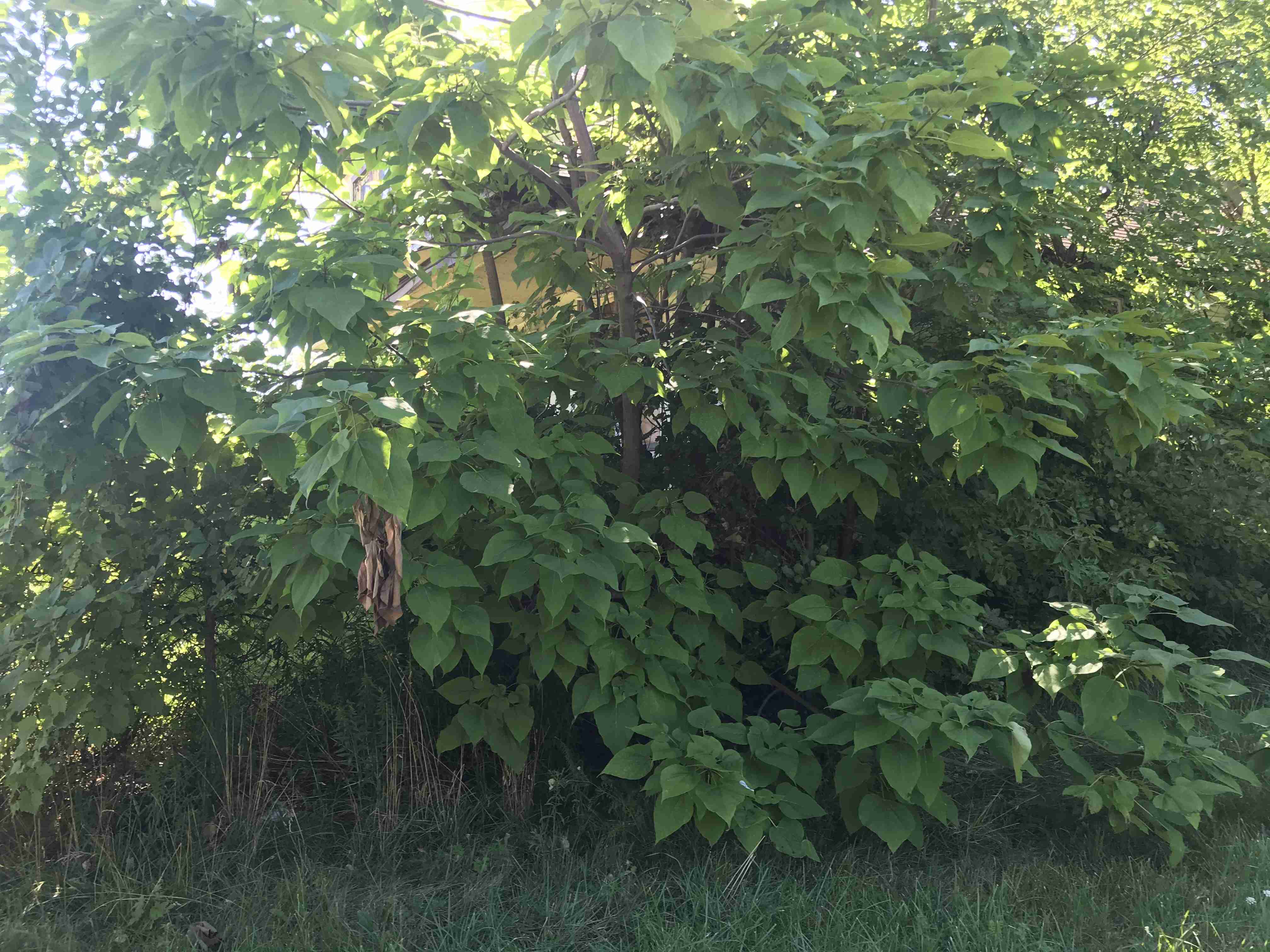 Photo Aug 20, 10 24 07 AM (1).jpg